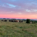 Chacra en Venta en José Ignacio.