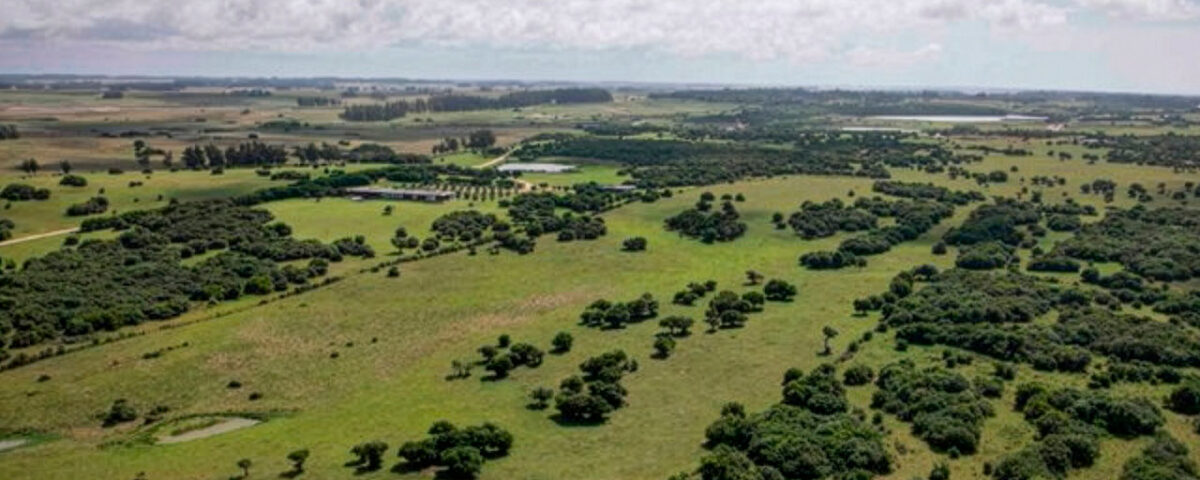 Venta de espectacular chacra de 20 hectáreas en José Ignacio. Entorno natural con bosques de coronillas, tajamares y vistas exclusivas a la laguna y el mar.