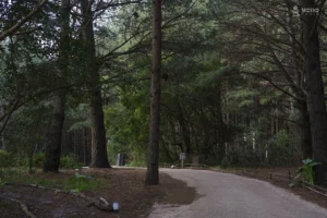 La vegetación autóctona y los pinos marcan la identidad del bosque en La Barra.